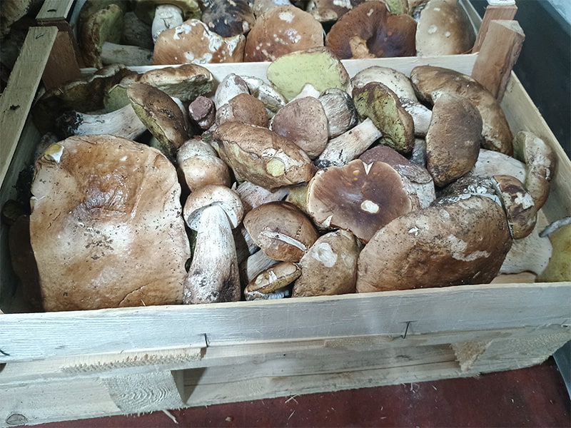 Funghi porcini - Italia - 26/32 euro al chilo